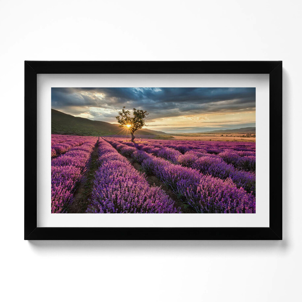 Tablou living cu rama original Peisaj de câmp de lavandă