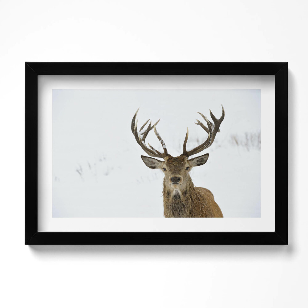 Tablou rama original Cerbul maiestuos