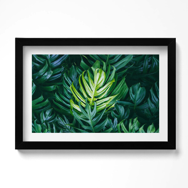 Tablou living cu rama original Natură tropicală - frunze de monstera