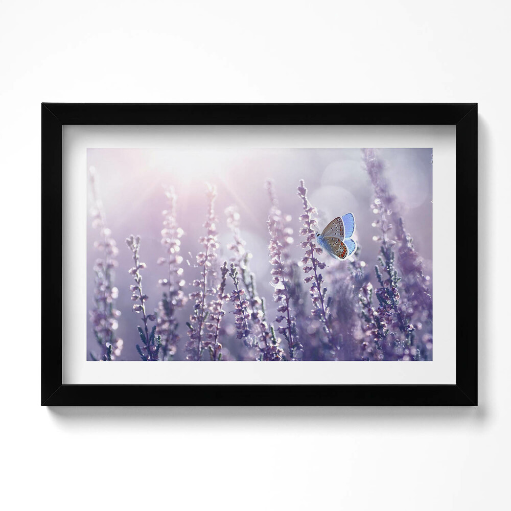 Tablou living cu rama original Fluture pe flori sălbatice