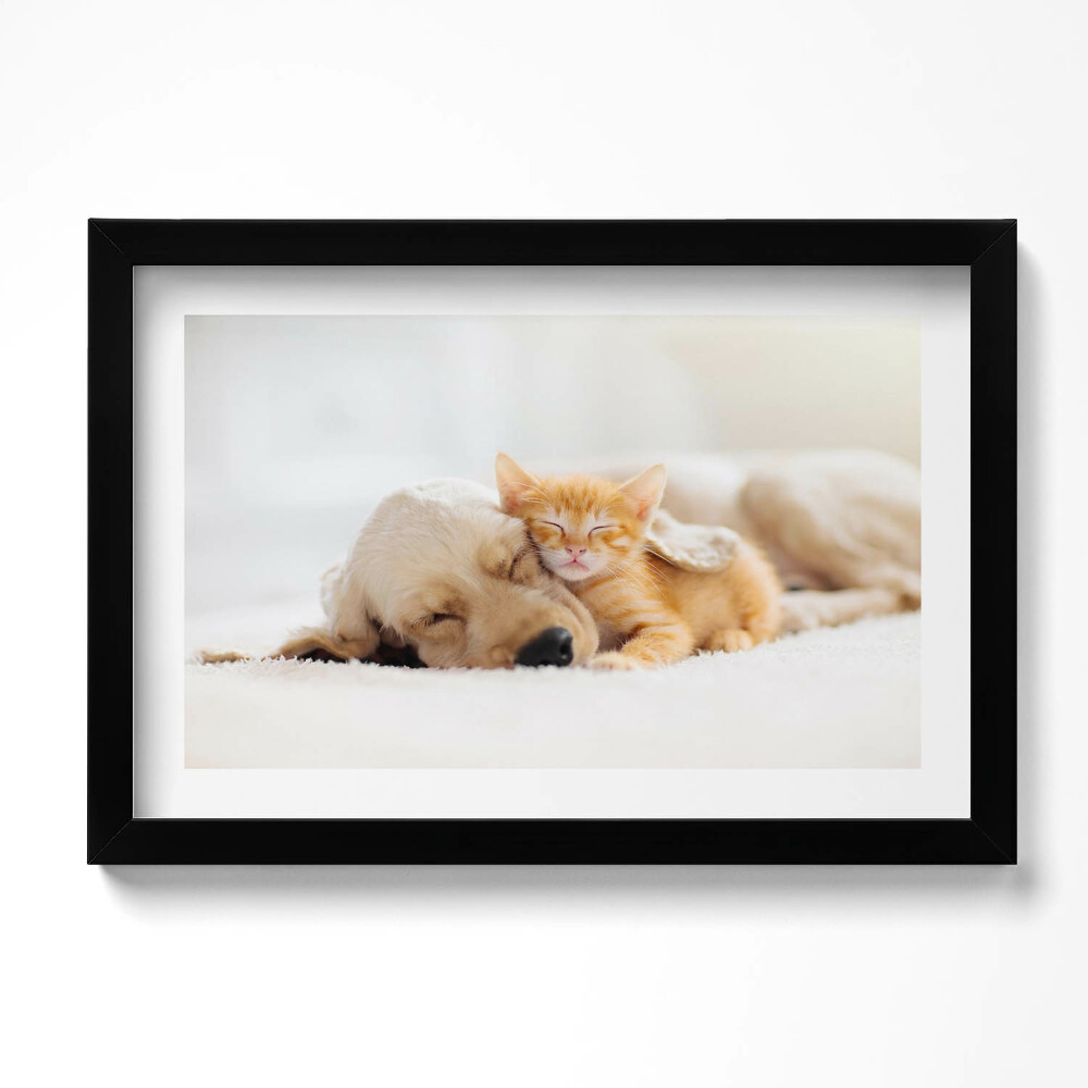 Tablou rama original Animale care dorm, pisică și câine