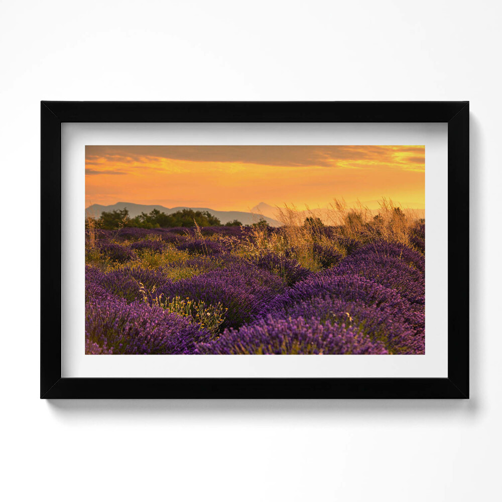 Tablou living cu rama original Pajiște de lavandă Provence Franța