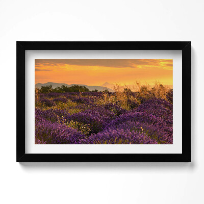 Tablou living cu rama original Pajiște de lavandă Provence Franța