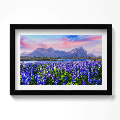 Tablou rama original Câmpuri de lavandă - Islanda