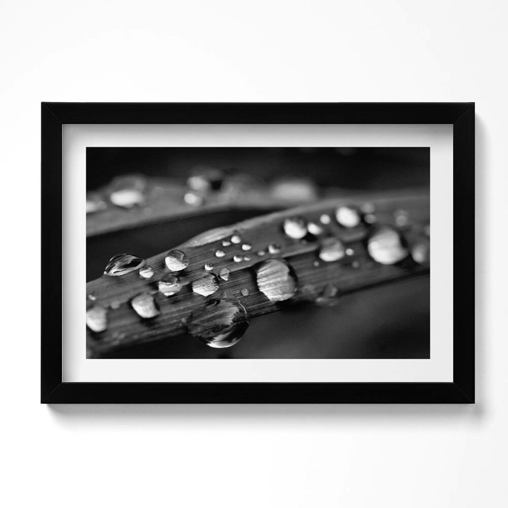 Tablou living cu rama original Frunză de Rosa Alb-Negru