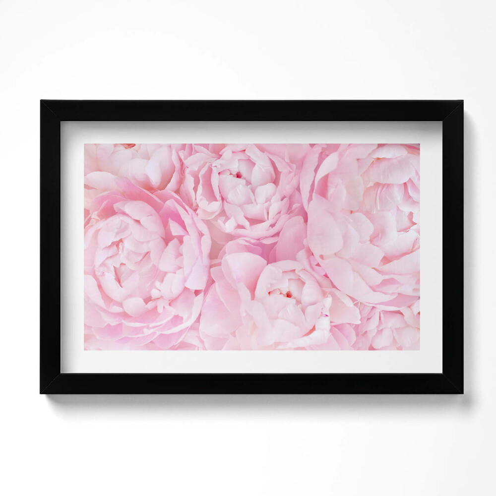 Tablou rama original Bujori delicați