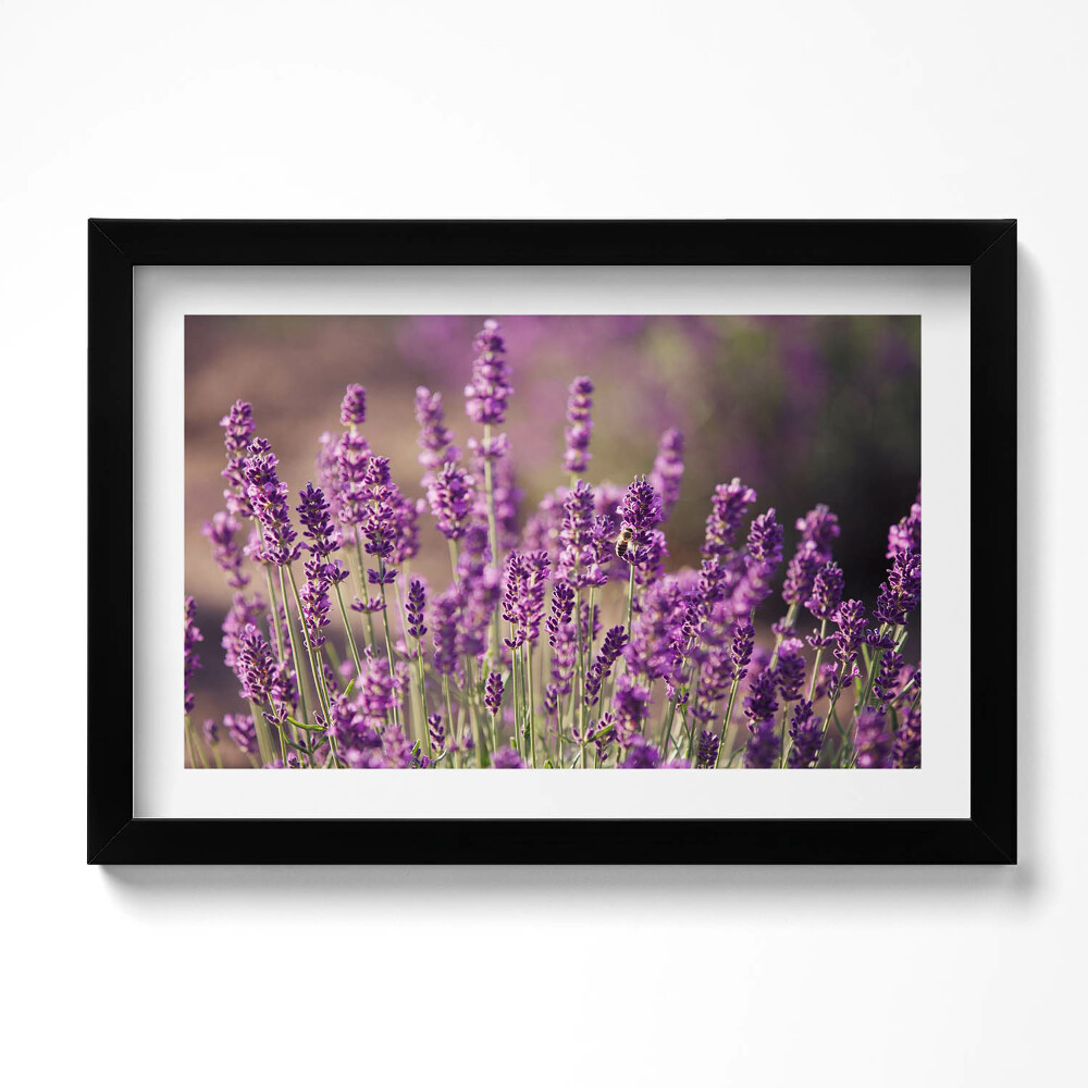 Tablou rama original Pajiște cu flori de lavandă