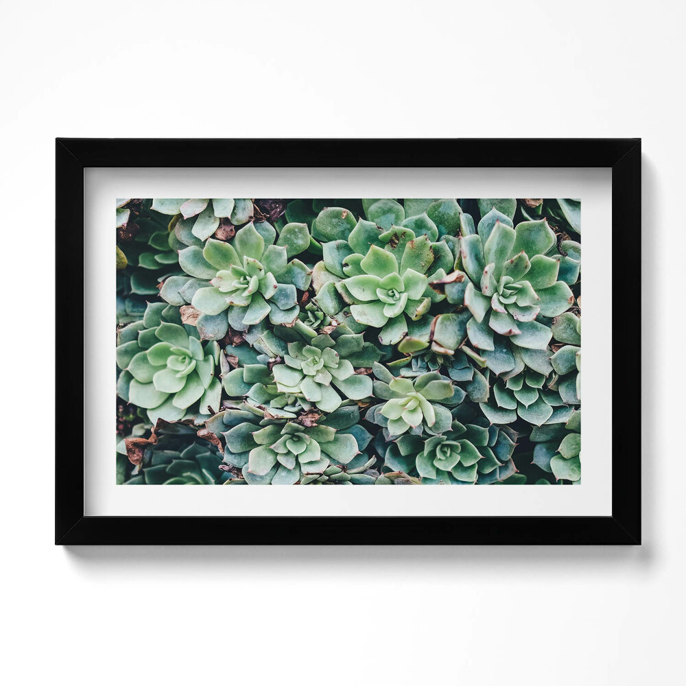 Tablou living cu rama original Plante suculente verzi