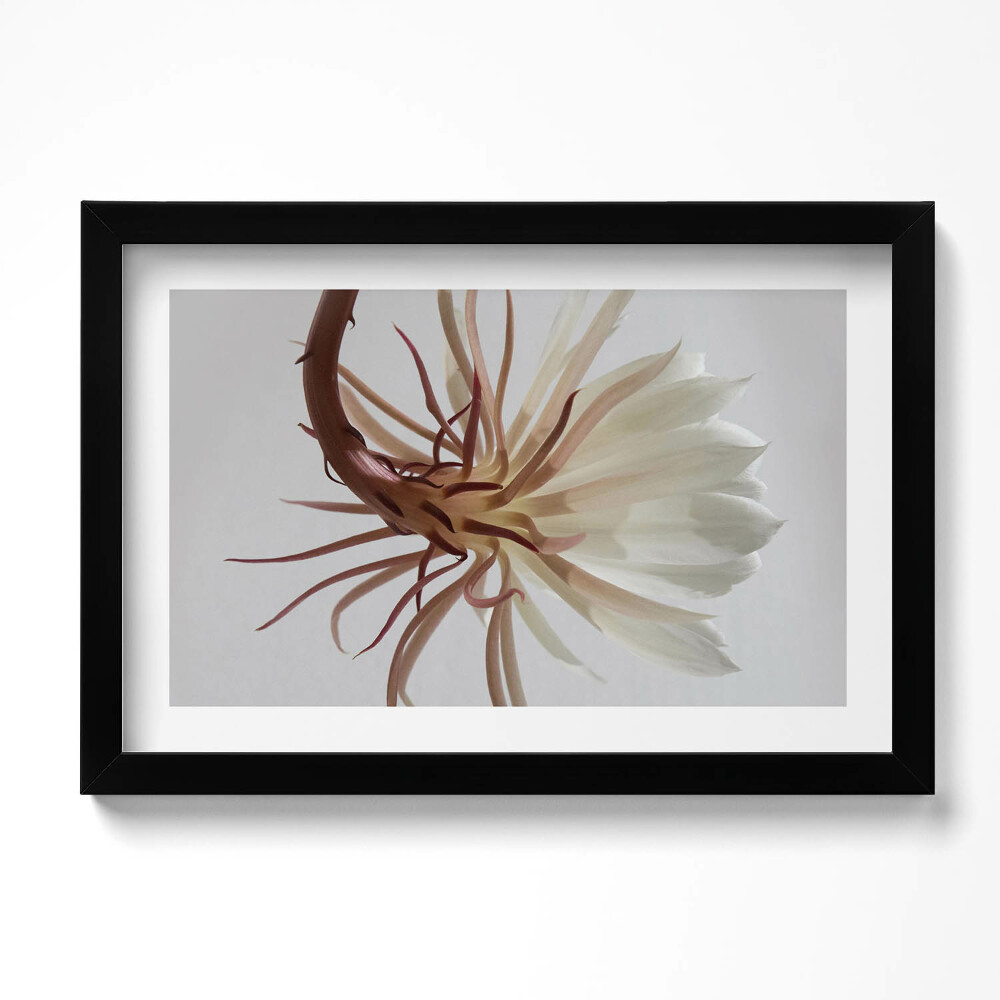 Tablou living cu rama original Plantă boho delicată