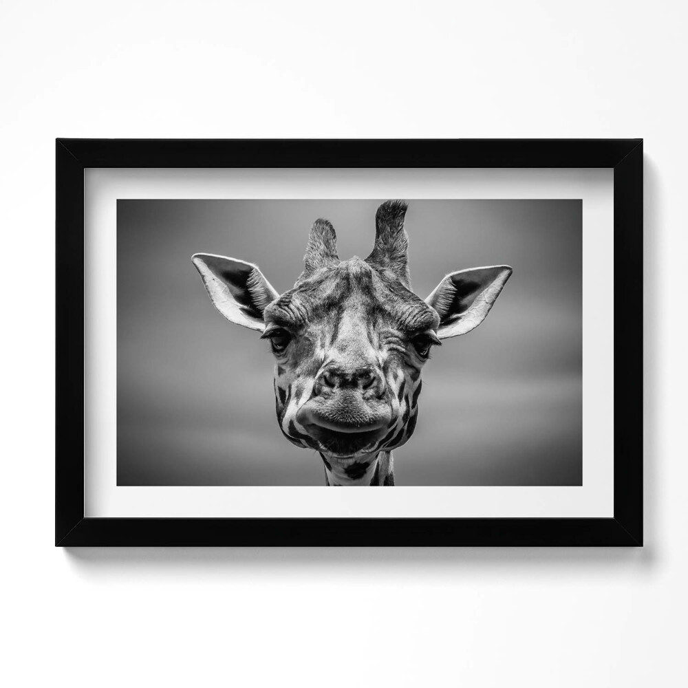 Tablou living cu rama original Cap de girafă alb-negru