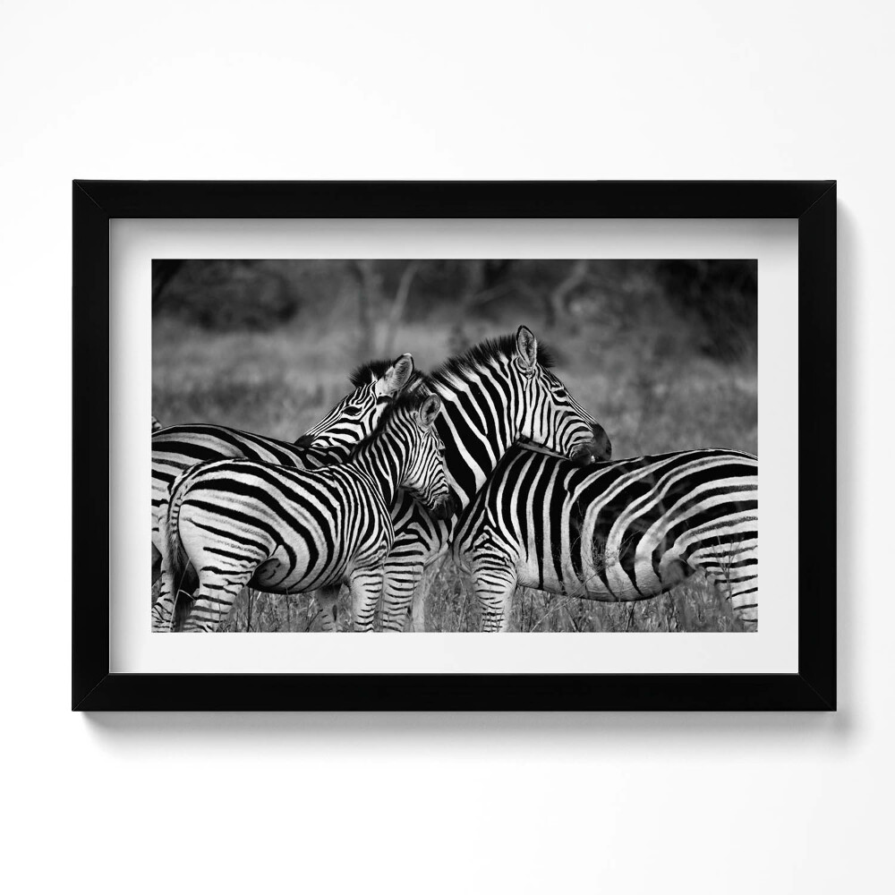 Tablou rama original Zebre care se îmbrățișează