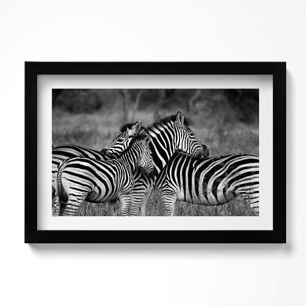Tablou rama original Zebre care se îmbrățișează