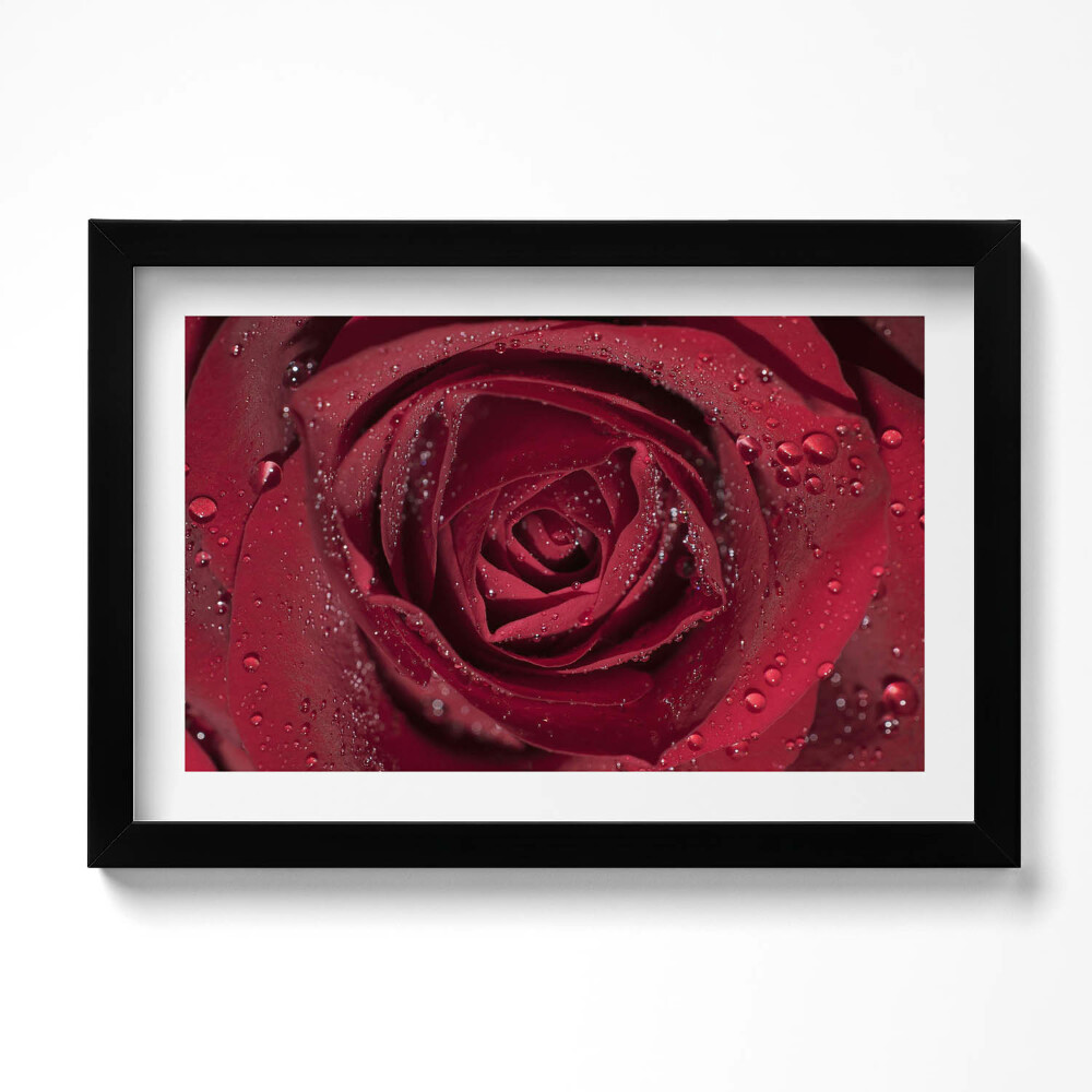 Tablou rama original Prim-plan al unui trandafir roșu în rouă