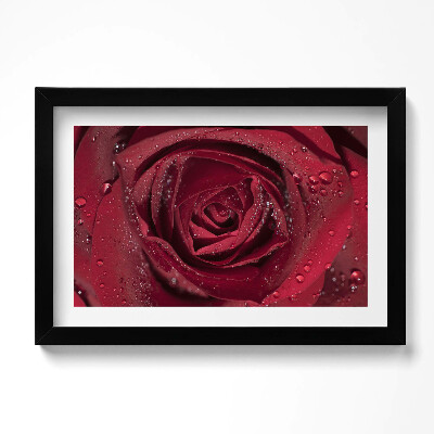 Tablou rama original Prim-plan al unui trandafir roșu în rouă