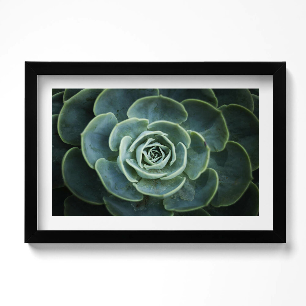 Tablou living cu rama original Plantă suculentă verde