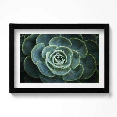 Tablou living cu rama original Plantă suculentă verde