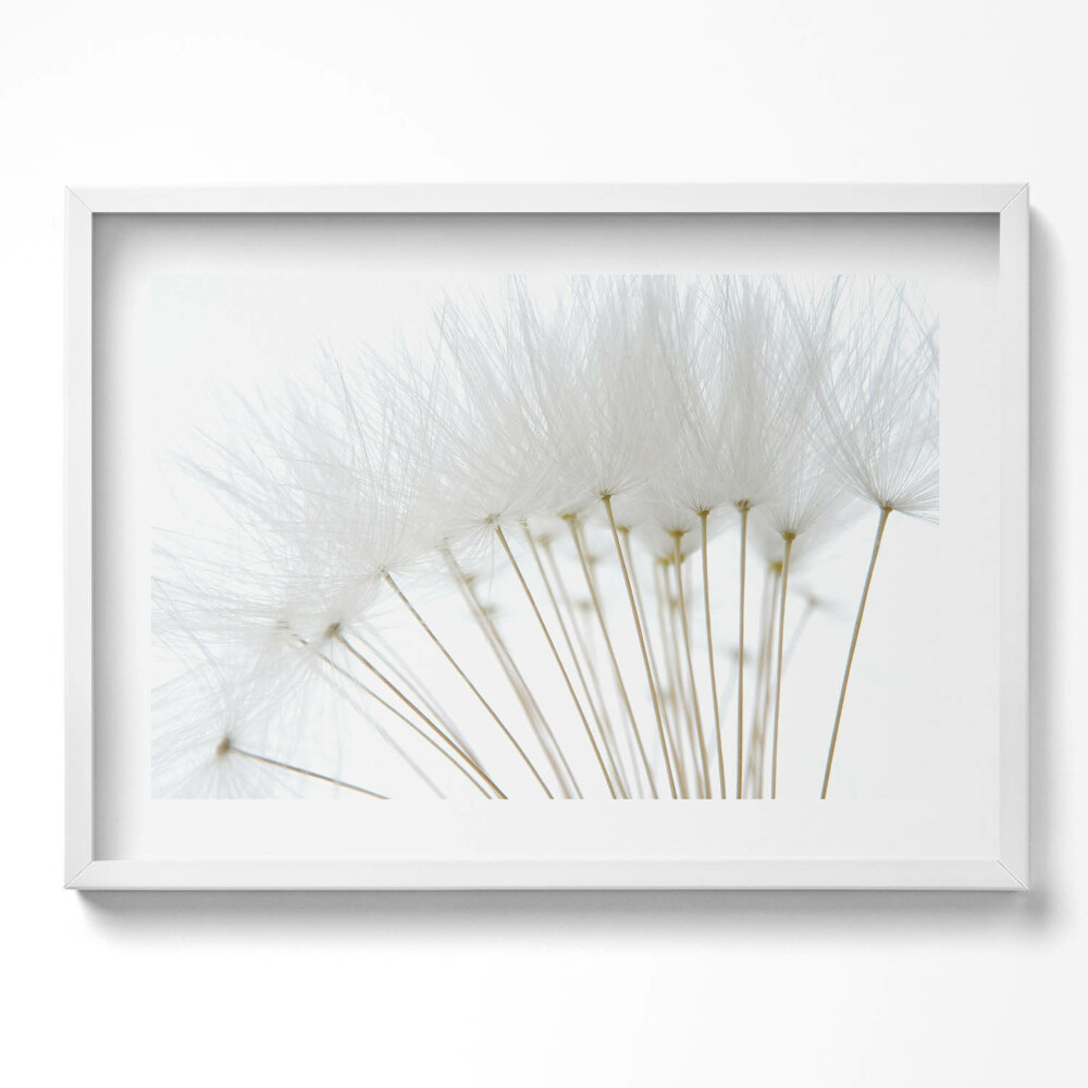 Tablou living cu rama excepţional Păpădii albe