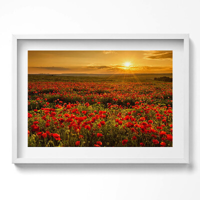 Tablou living cu rama excepţional Peisaj al unei pajiști cu flori de mac