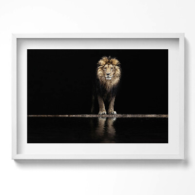 Tablou living cu rama excepţional Leu sălbatic, animal singuratic