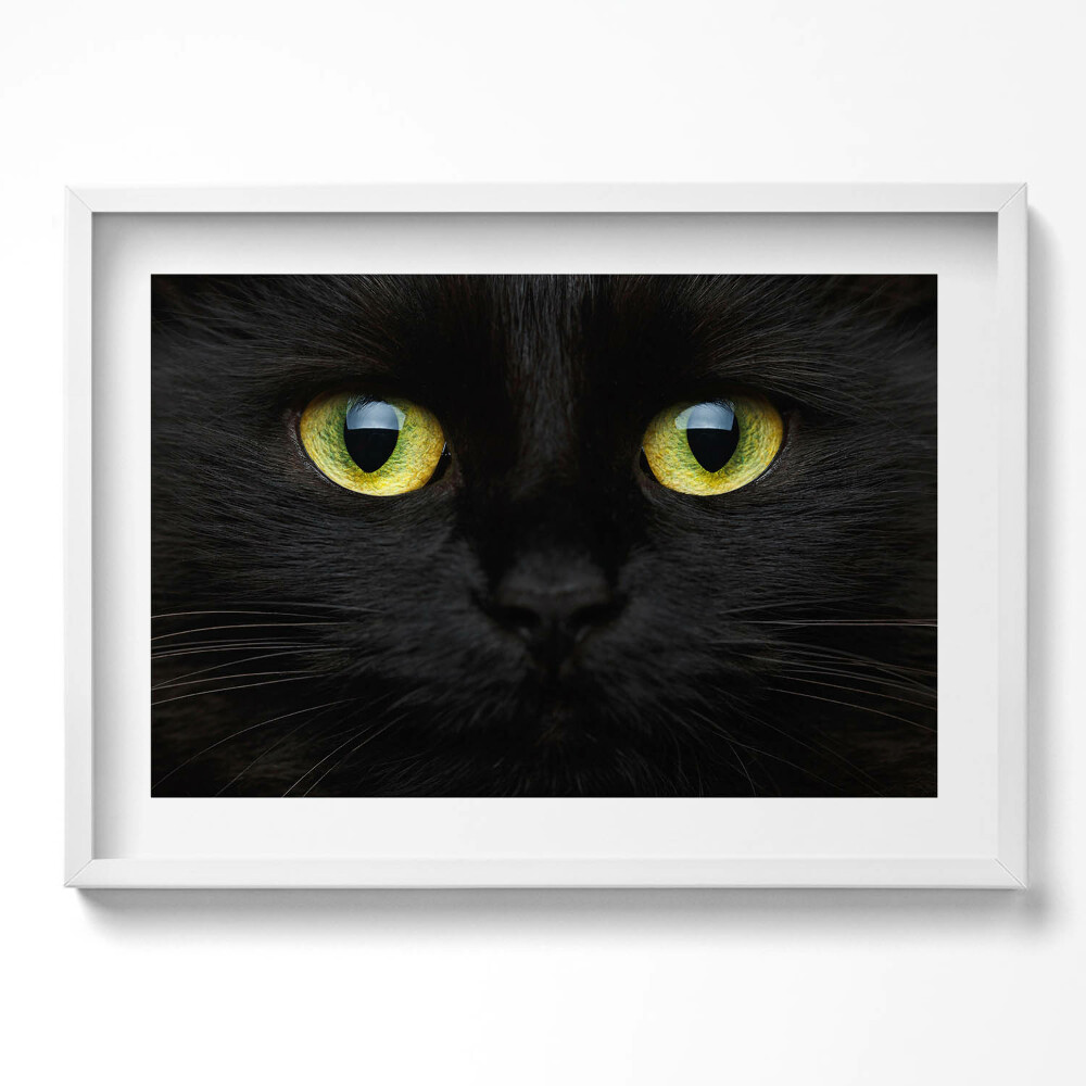 Tablou living cu rama excepţional Ochi de pisică animale