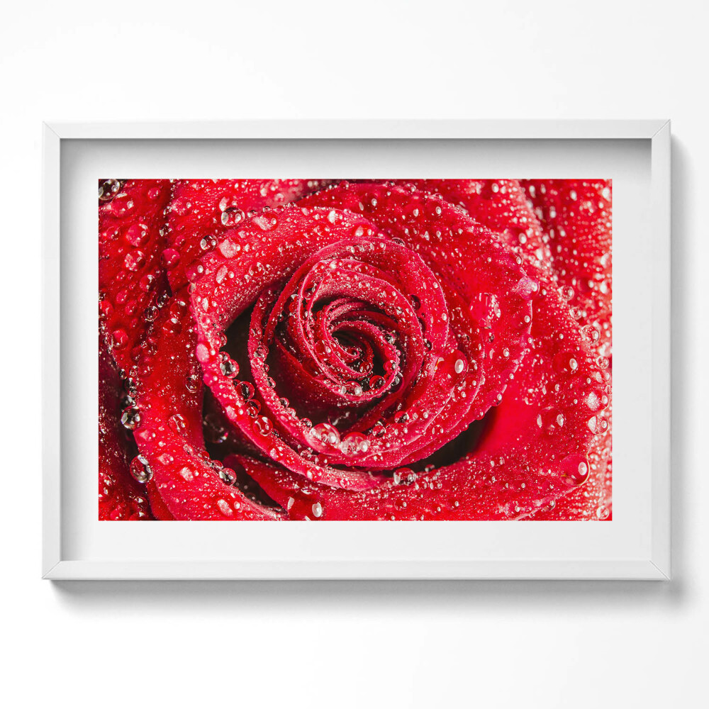 Tablou rama excepţional Rouă pe petalele unui trandafir roșu
