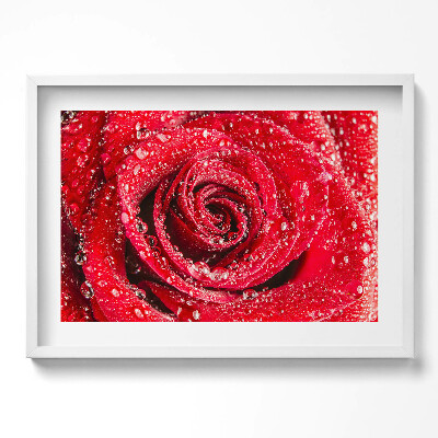 Tablou rama excepţional Rouă pe petalele unui trandafir roșu