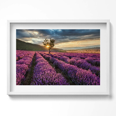 Tablou living cu rama excepţional Peisaj de câmp de lavandă