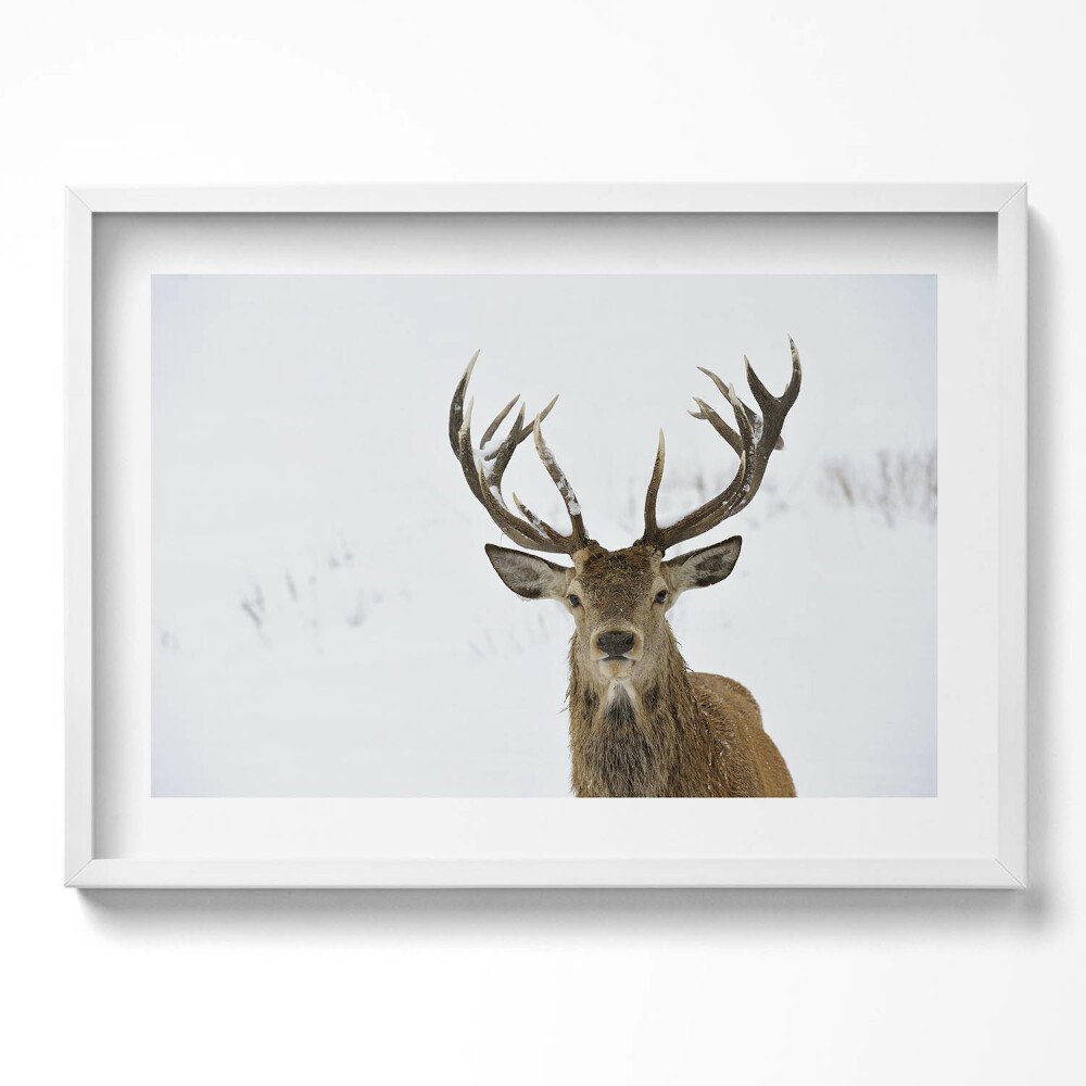 Tablou rama excepţional Cerbul maiestuos