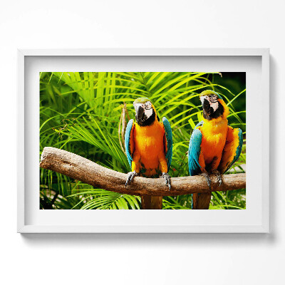 Tablou rama excepţional Doi papagali macaw colorați în junglă