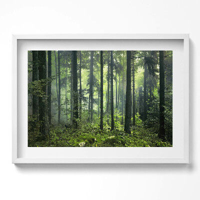 Tablou living cu rama excepţional Peisaj de copaci și vegetație forestieră