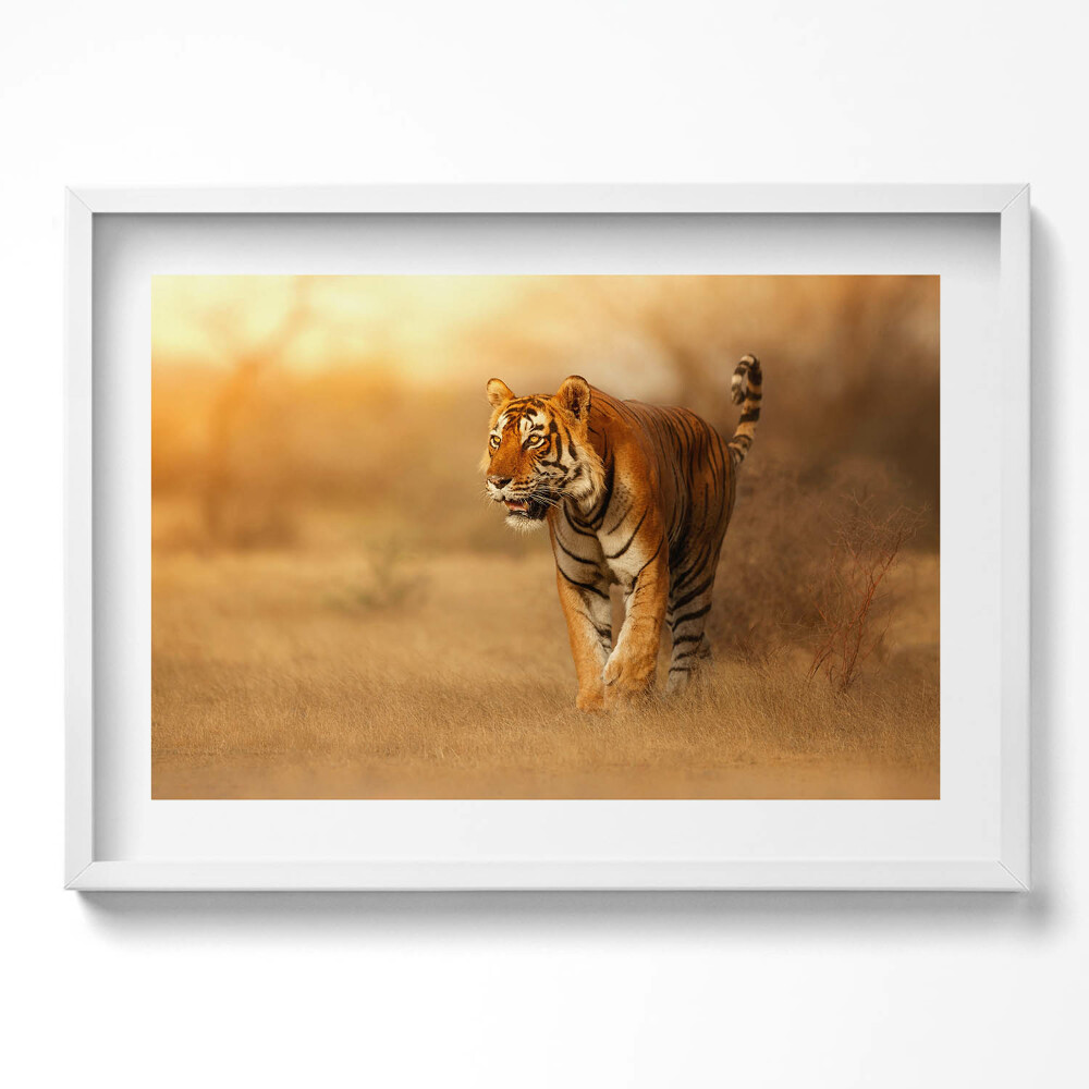 Tablou rama excepţional Tigru sălbatic la vânătoare