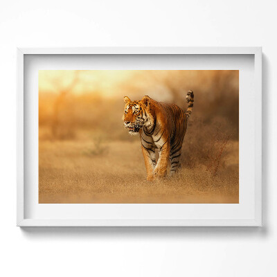 Tablou rama excepţional Tigru sălbatic la vânătoare