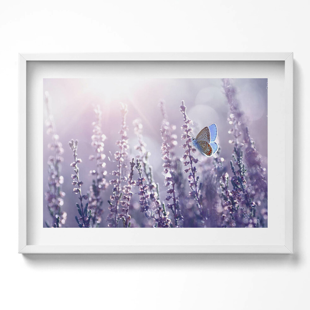 Tablou living cu rama excepţional Fluture pe flori sălbatice