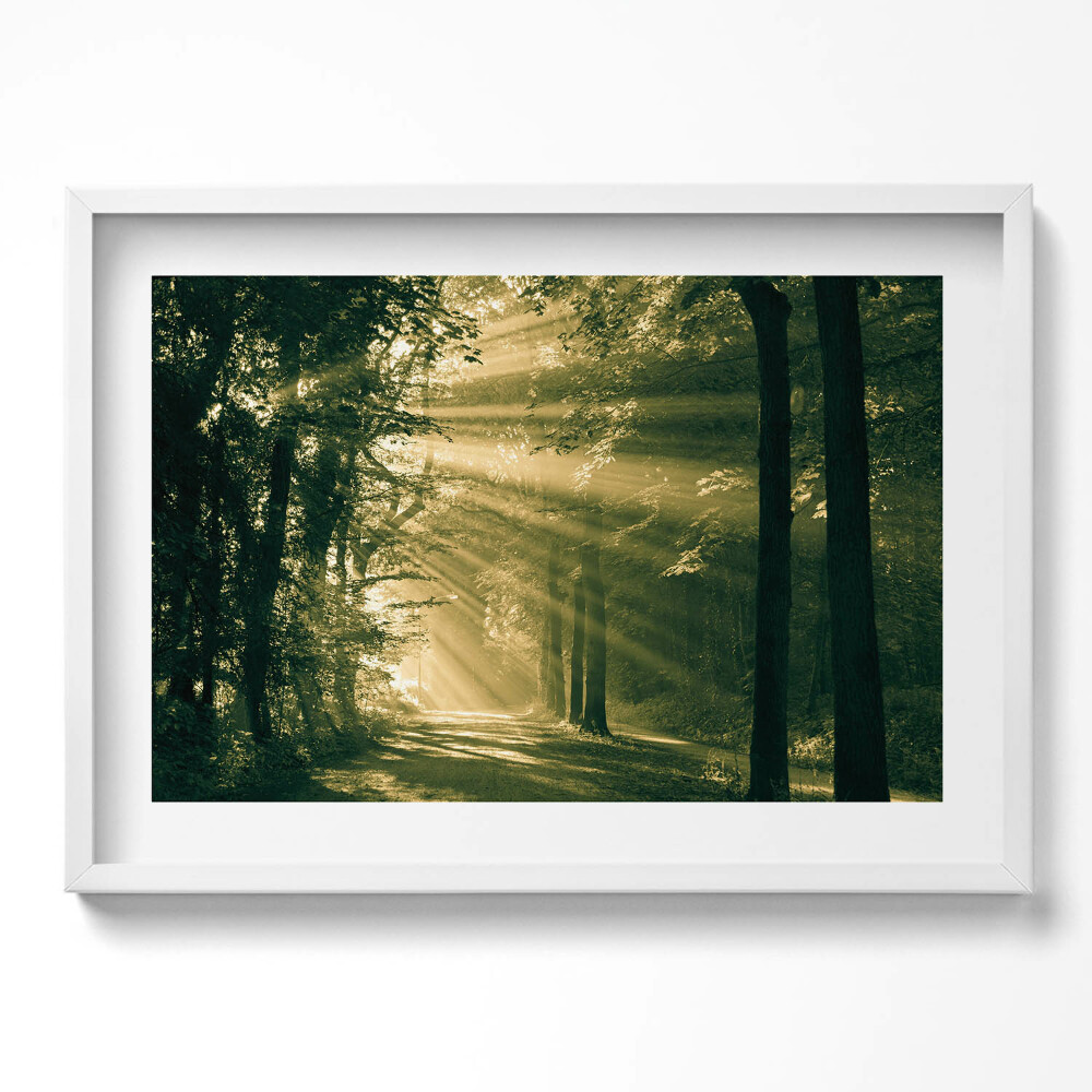 Tablou living cu rama excepţional Razele soarelui în pădure