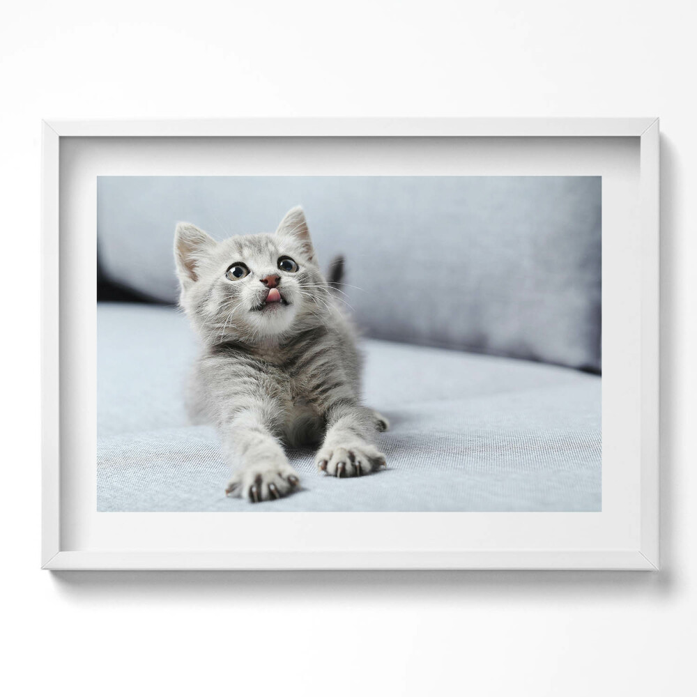 Tablou rama excepţional Pisicuță adorabilă pe canapea