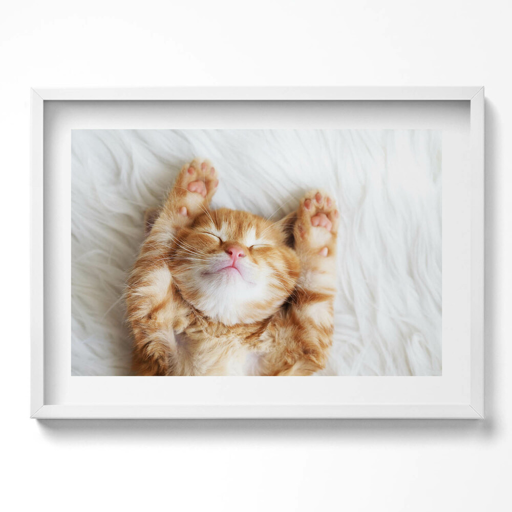 Tablou rama excepţional Pisicuță adormită