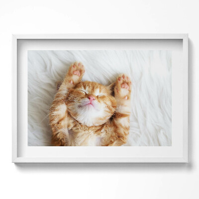 Tablou rama excepţional Pisicuță adormită