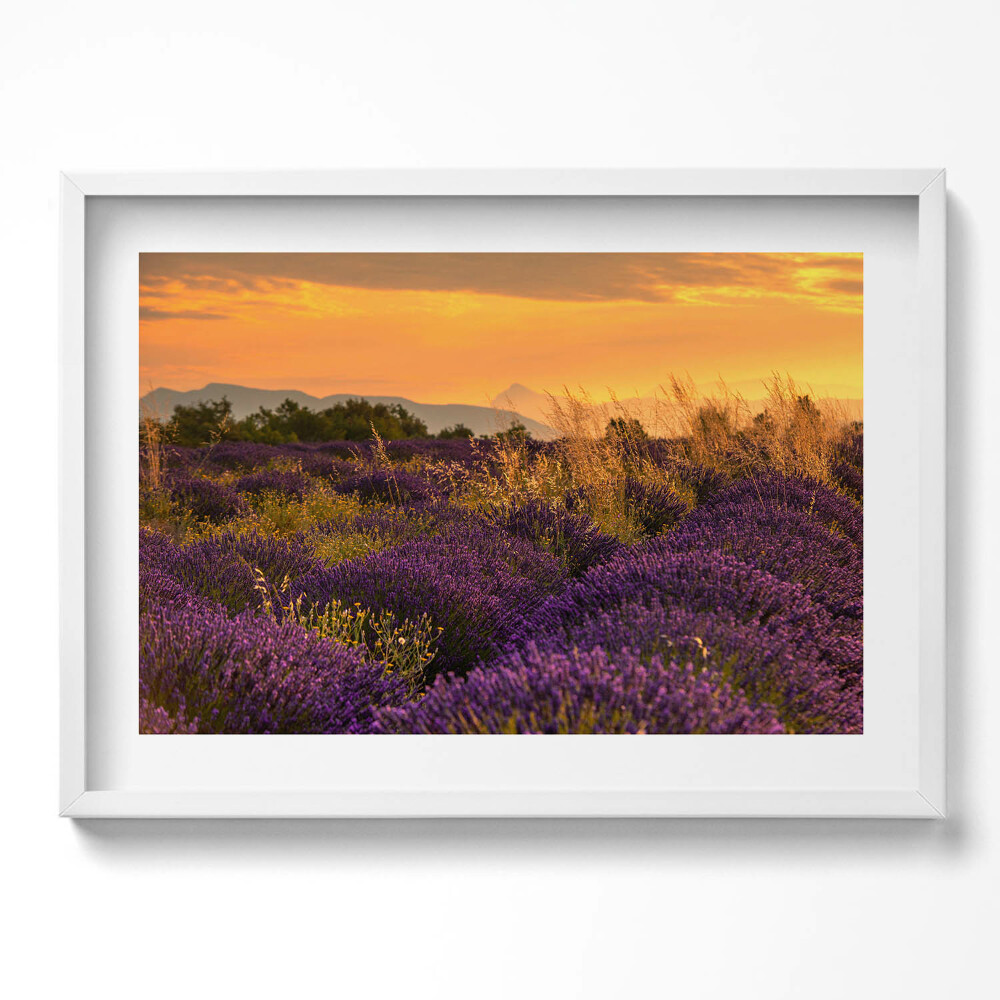 Tablou rama excepţional Pajiște de lavandă Provence Franța