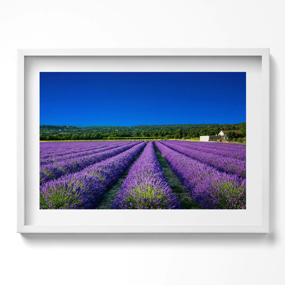 Tablou living cu rama excepţional Câmp de lavandă în Provence