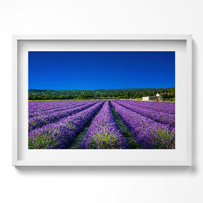 Tablou living cu rama excepţional Câmp de lavandă în Provence