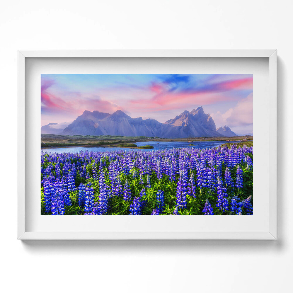 Tablou rama excepţional Câmpuri de lavandă - Islanda