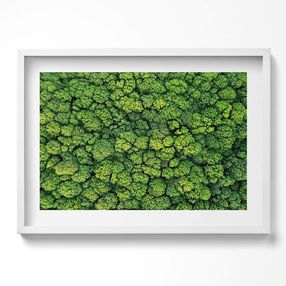 Tablou living cu rama excepţional Plante naturale mușchi