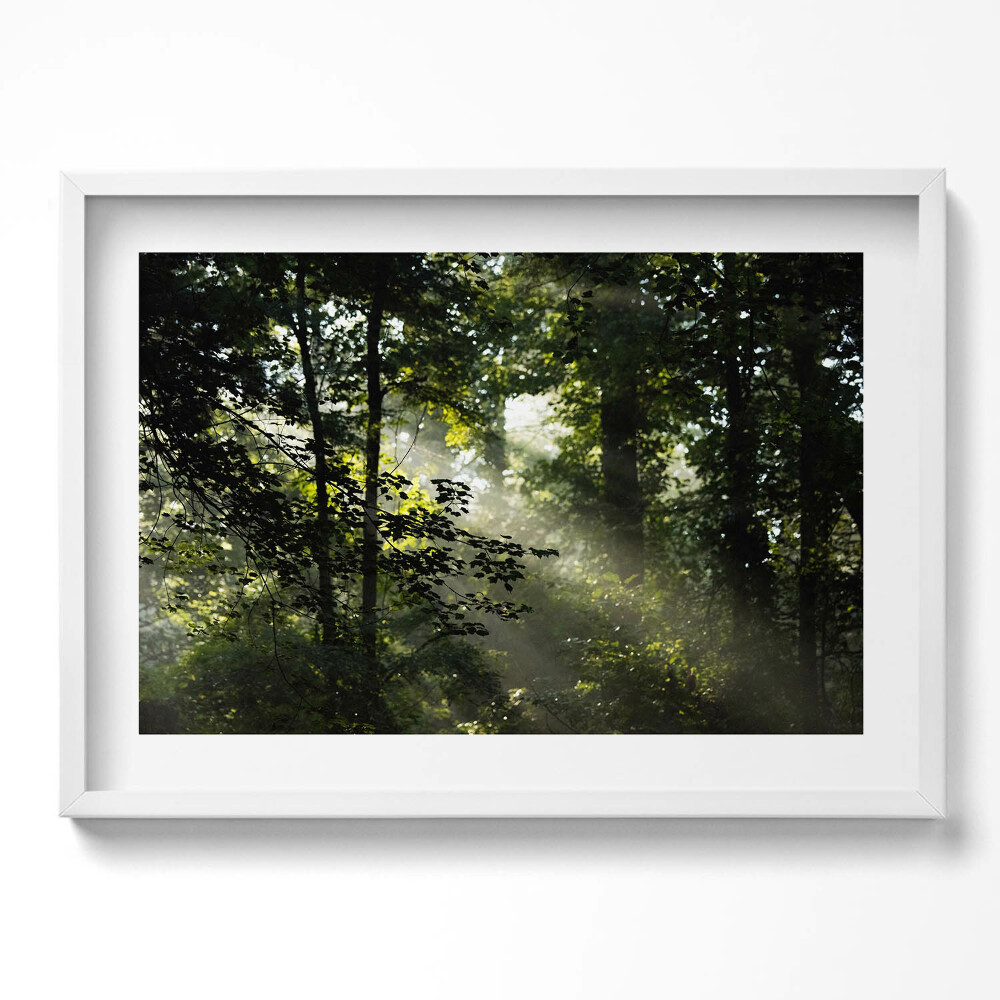 Tablou living cu rama excepţional Razele soarelui și copacii