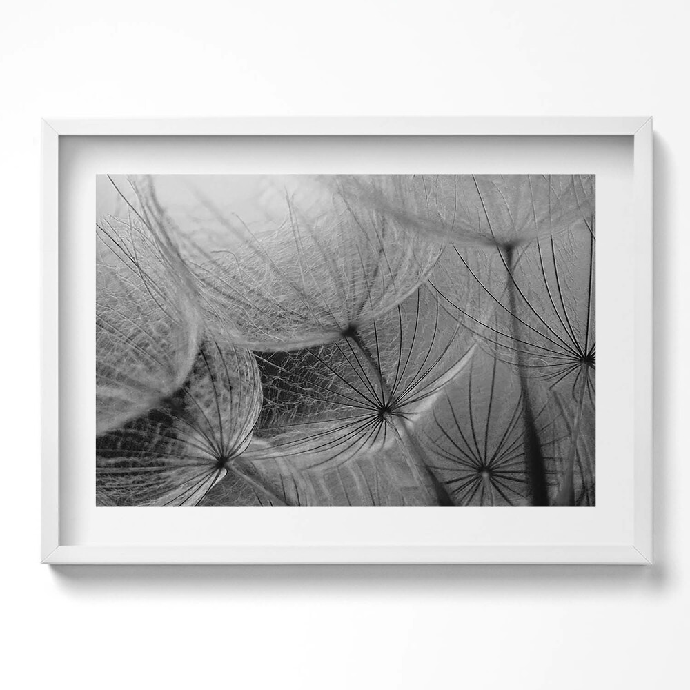 Tablou rama excepţional Prim-plan alb-negru al unei păpădii