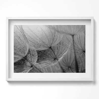 Tablou rama excepţional Prim-plan alb-negru al unei păpădii
