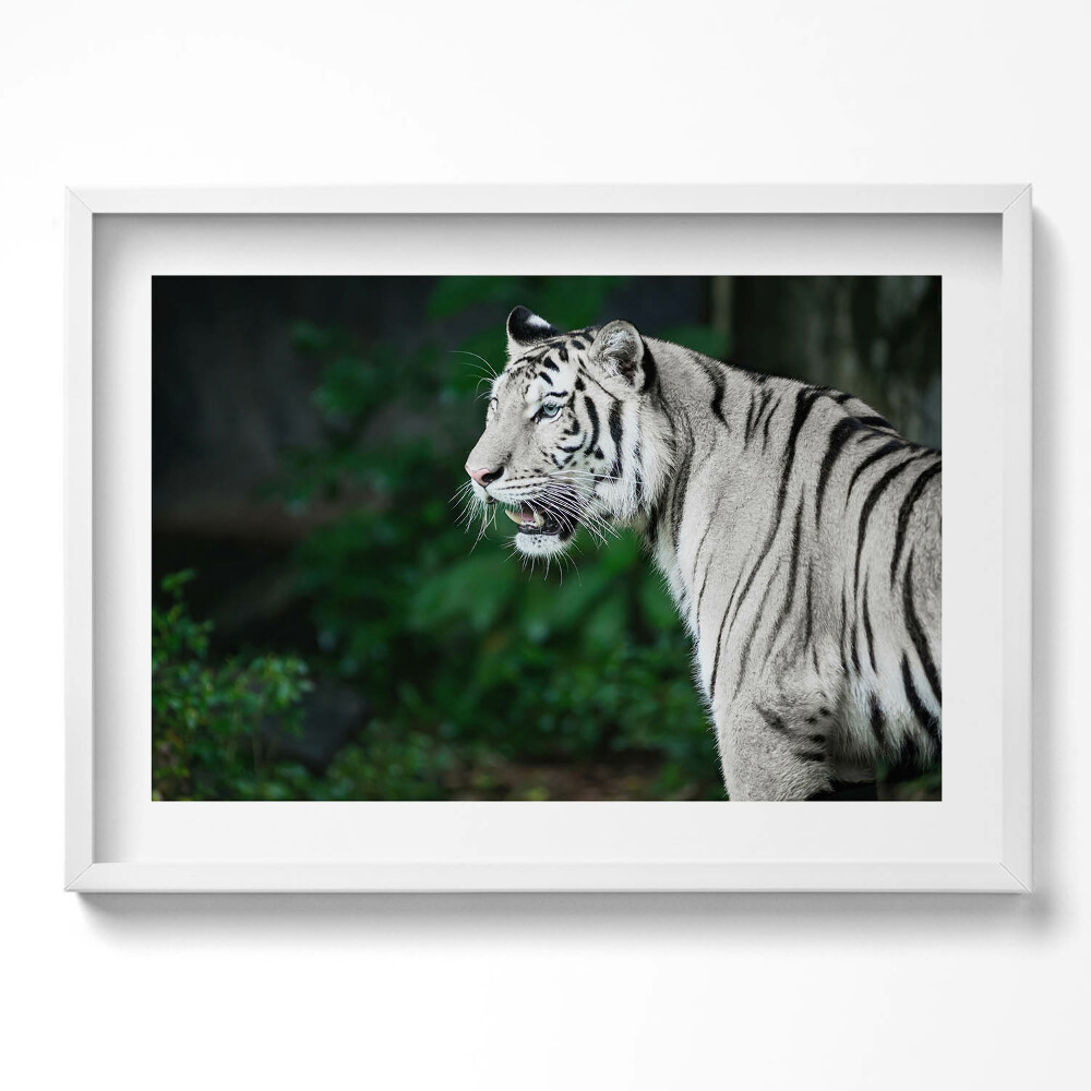 Tablou living cu rama excepţional Tigru alb în junglă