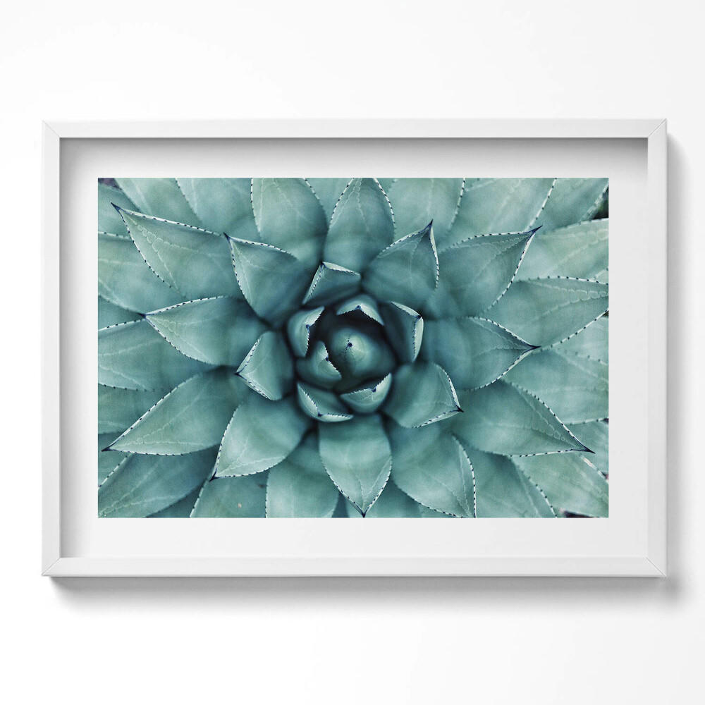 Tablou rama excepţional Plantă suculentă verde