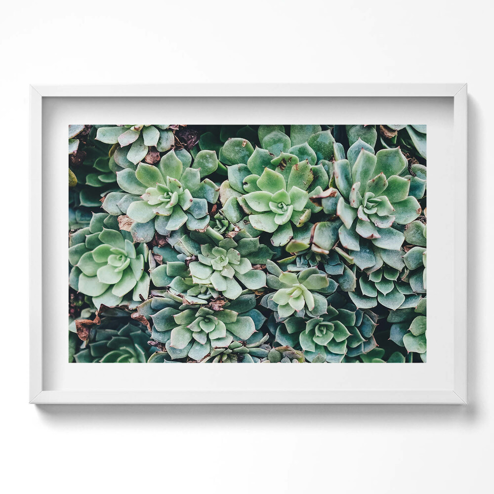 Tablou rama excepţional Plante suculente verzi