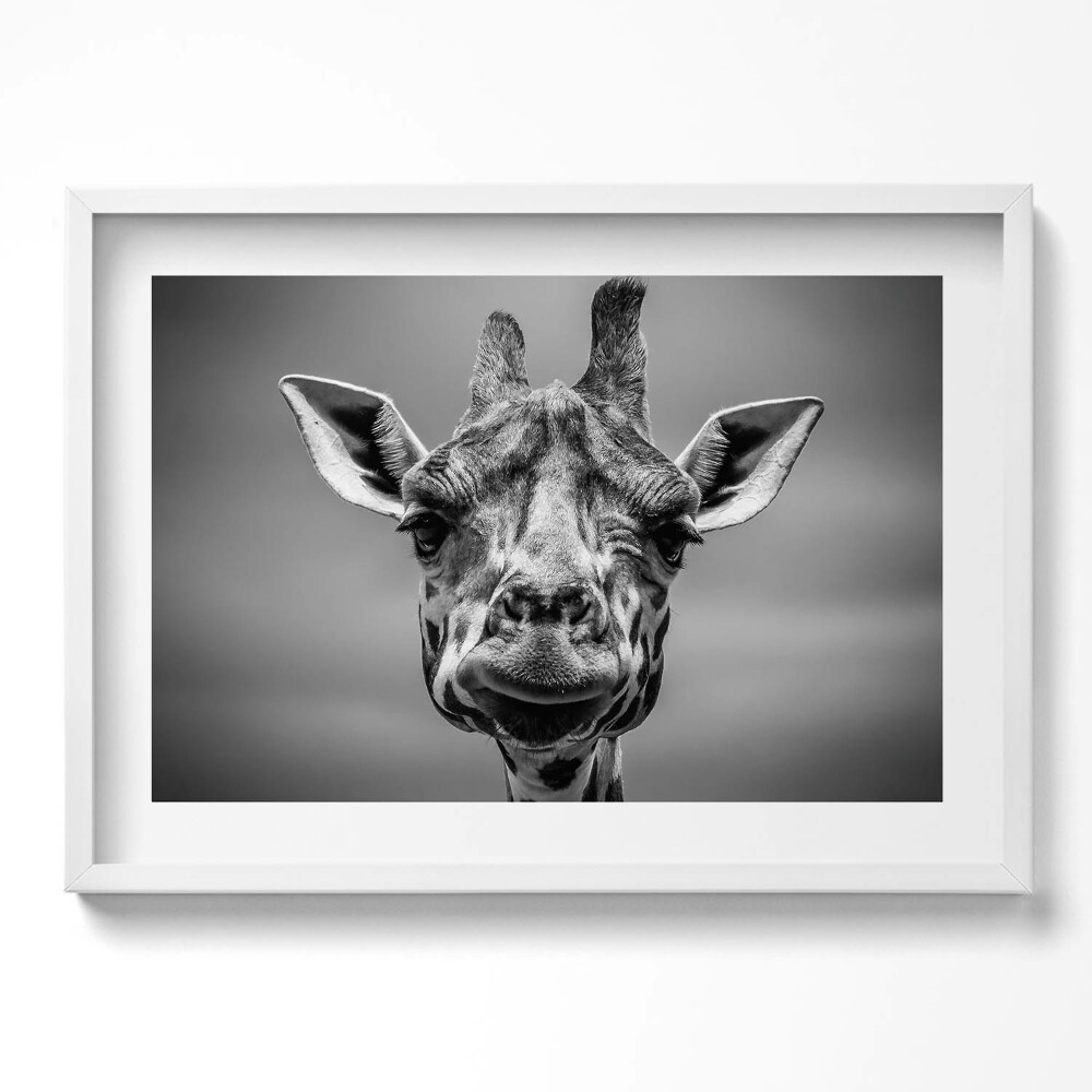 Tablou rama excepţional Cap de girafă alb-negru