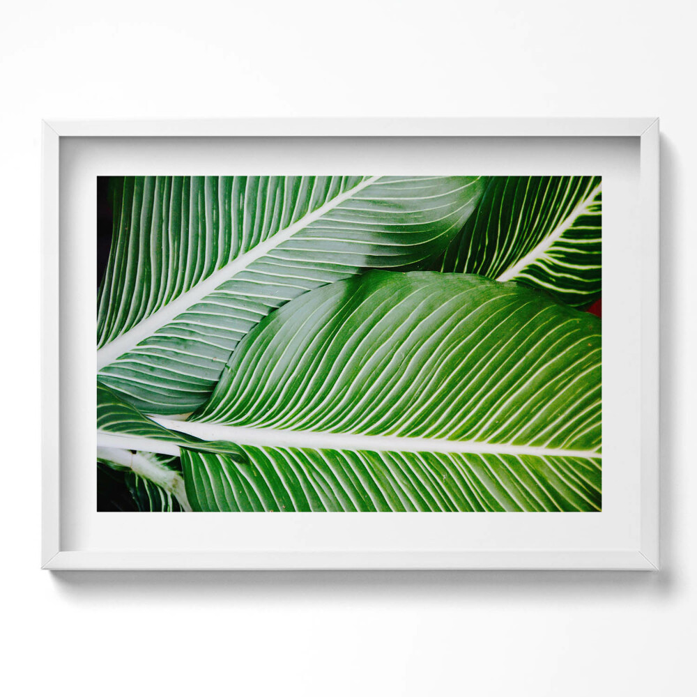 Tablou rama excepţional Frunze verzi exotice